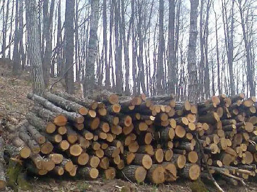 Фалшиви списъци огряха петричани с евтини дърва