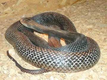 Най-опасната змия в света ухапа момче