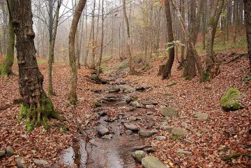 Секачи изравниха със земята 5 дка гора