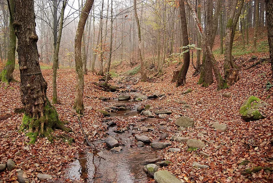 Секачи изравниха със земята 5 дка гора