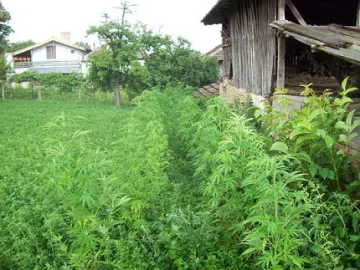 Полицаи жънаха канабис