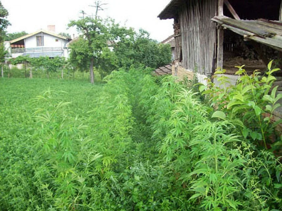 Полицаи жънаха канабис