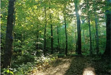 Издирваха 6 часа  жена, изгубена в гората