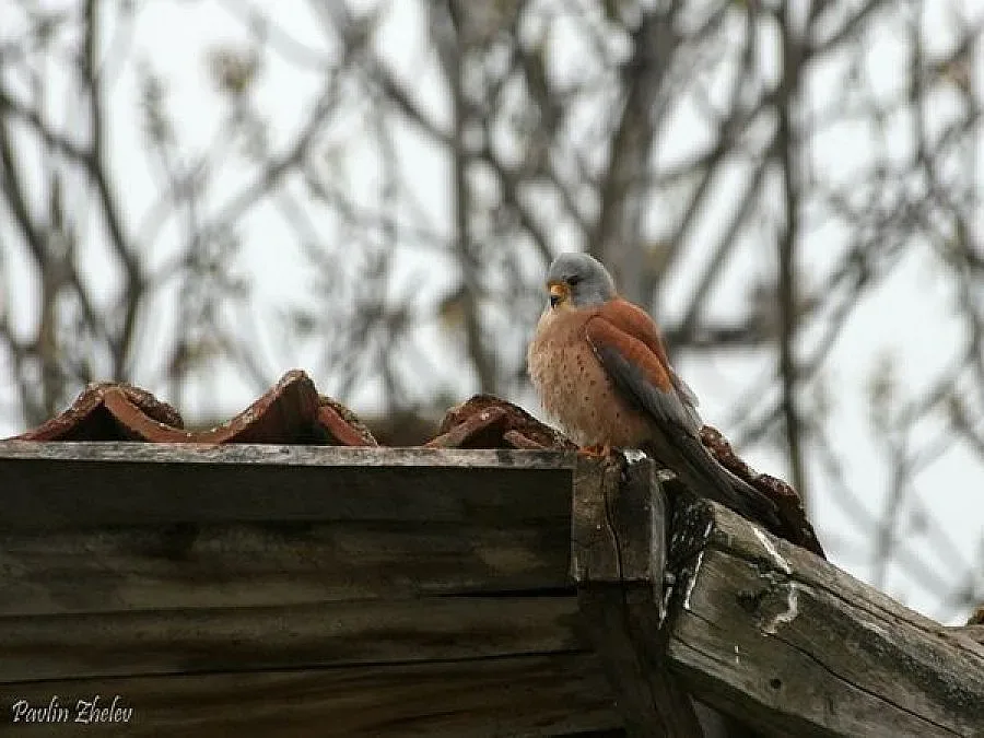 Наши и британски природозащитници заедно в Сакар