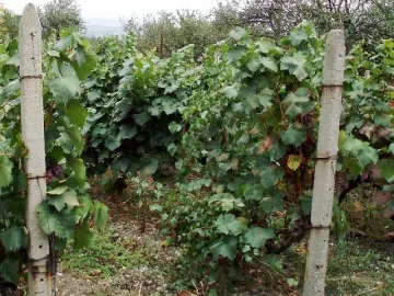 Разярен стопанин на лозе преби жена с кол