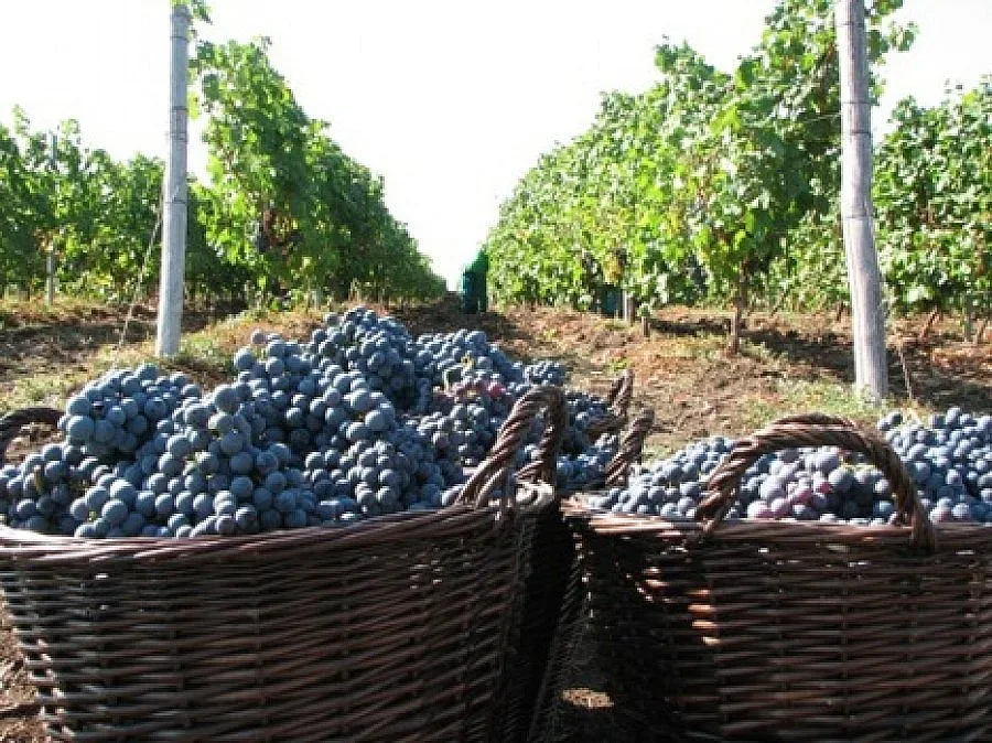 Закопчаха крадци на 200 кила грозде