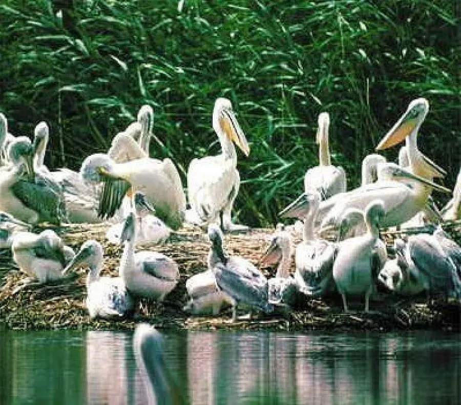 Правят  резерват като "Сребърна" до Пловдив