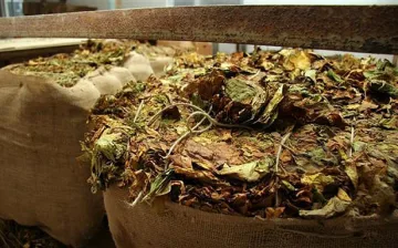 30-40%  по-малко тютюн очакват в Кърджалийско