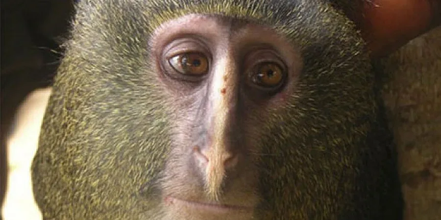 Откриха нова маймуна