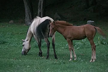 Земеделец плаши коне с бомби, за малко да ослепее