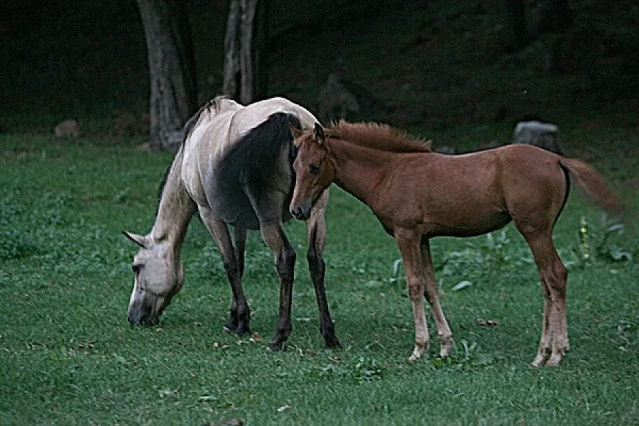 Земеделец плаши коне с бомби, за малко да ослепее