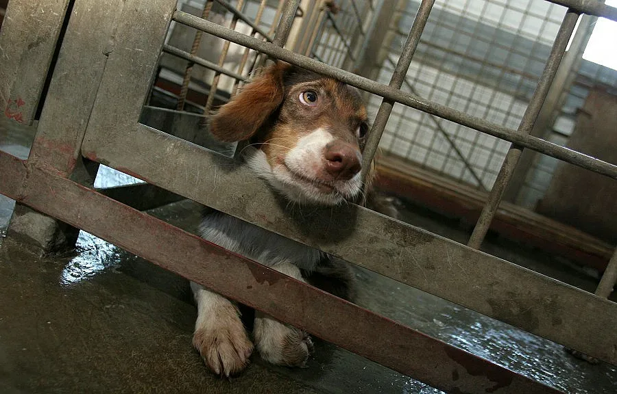 Кастрират кучета в София