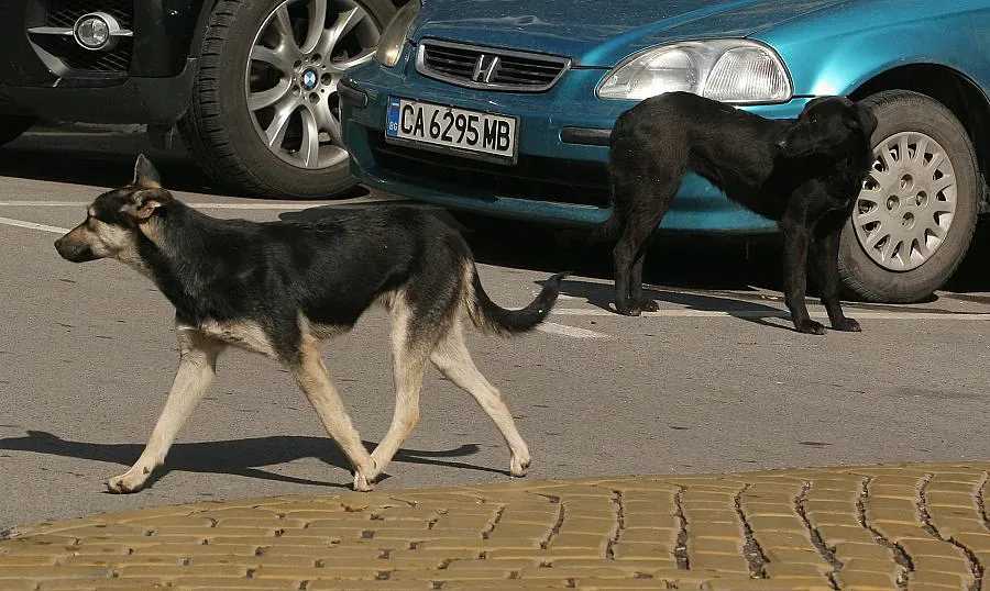 Изтребват бездомни кучета с бонбони
