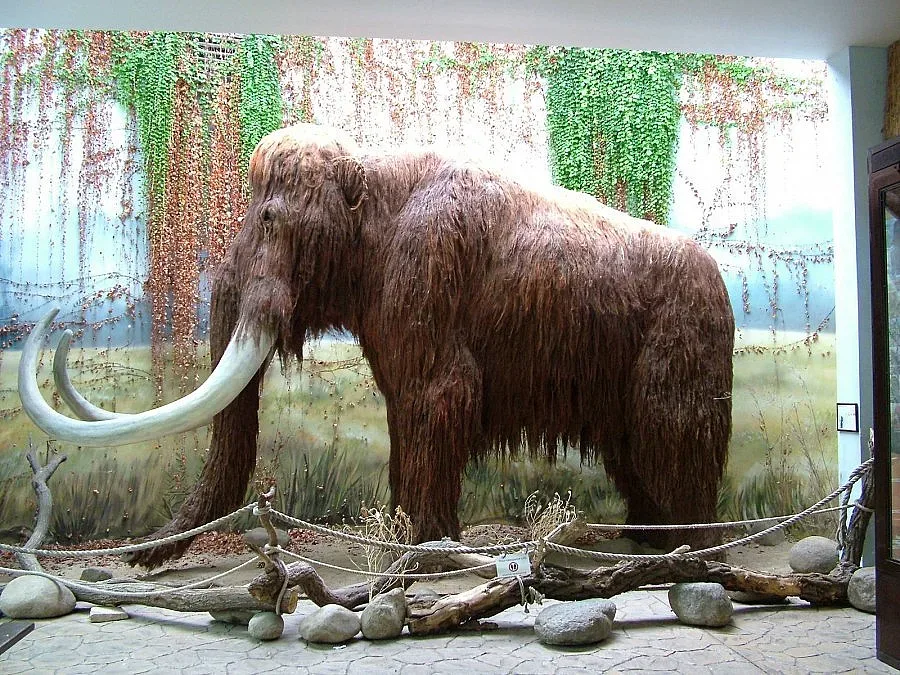 Експедиция откри живи клетки на мамут