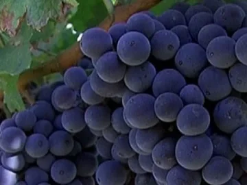 Гърци се бият за наше грозде