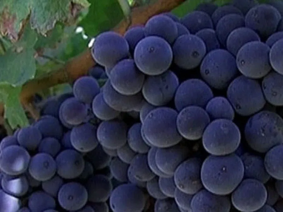 Гърци се бият за наше грозде