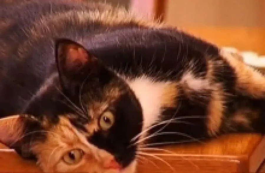 Плевенска котка със страница във Фейсбук