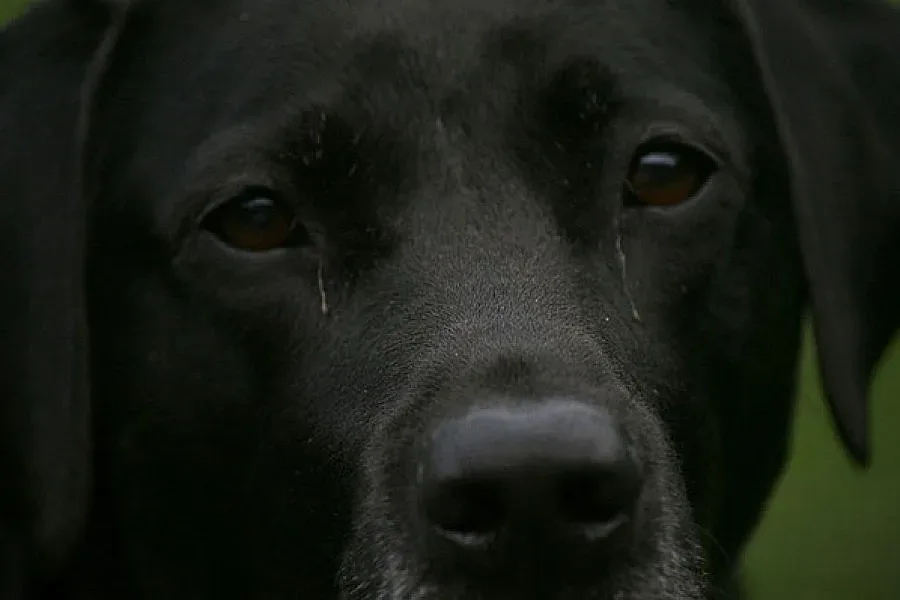 Куче спаси стопанина си от самоубийство