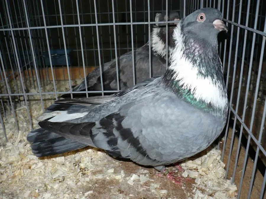 Ромче отмъкна гълъби от храм 