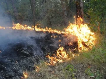 Пожар изпепели 100 дка иглолистна гора