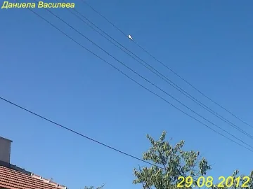 Бяла лястовица след трусовете