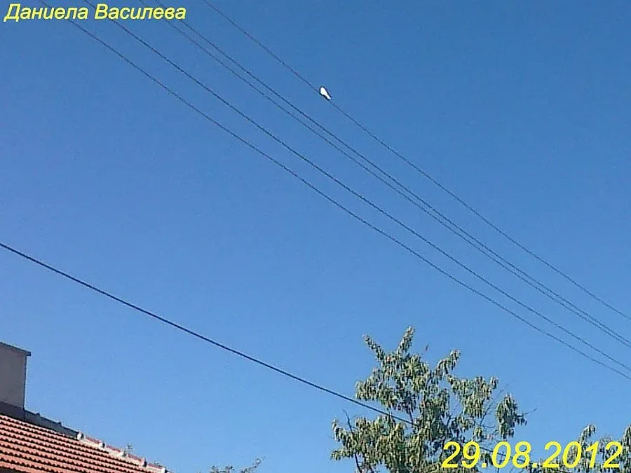 Бяла лястовица след трусовете