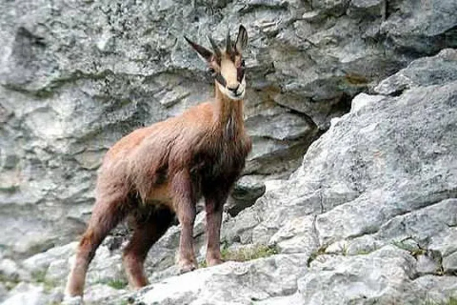 Връщат дивата коза в планината над Чупрене