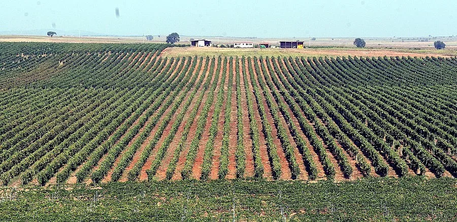 Румънци въртят черен пазар с гроздето