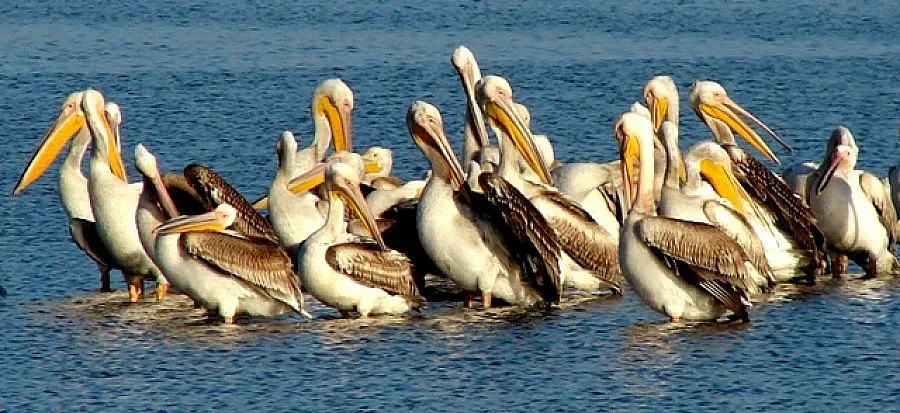 Пеликаните отплаваха от Сребърна