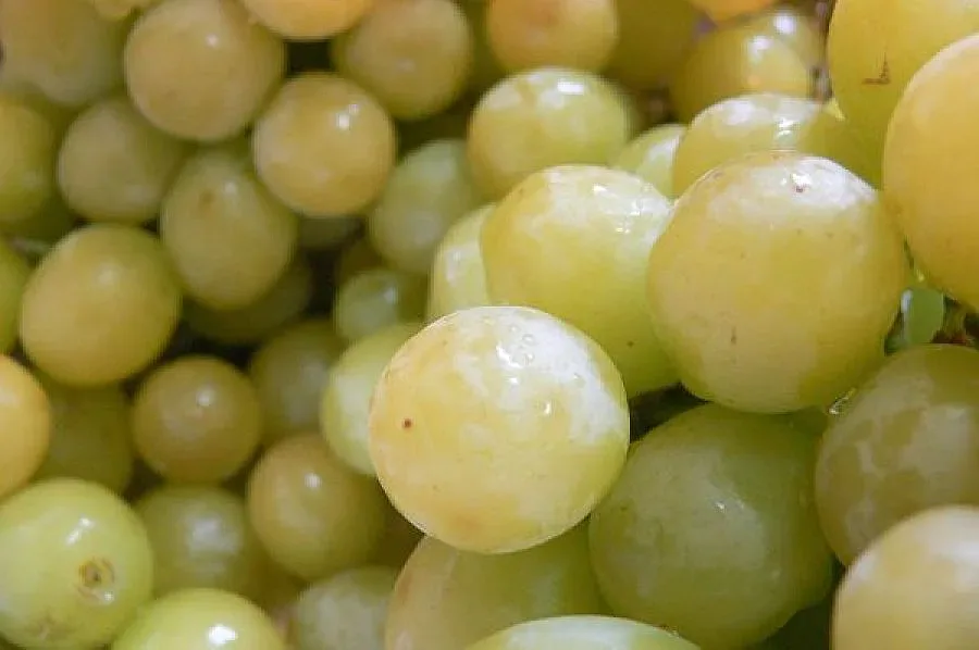 Очакват по-скъпо бяло грозде