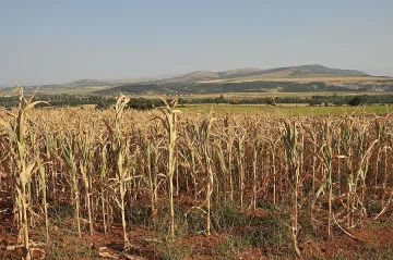 Откраднаха реколта от царевица