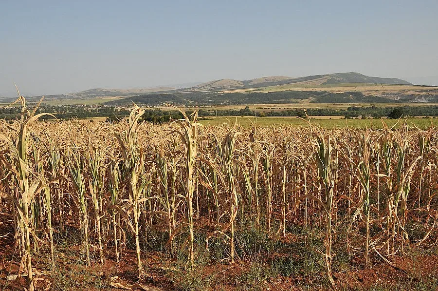 Откраднаха реколта от царевица