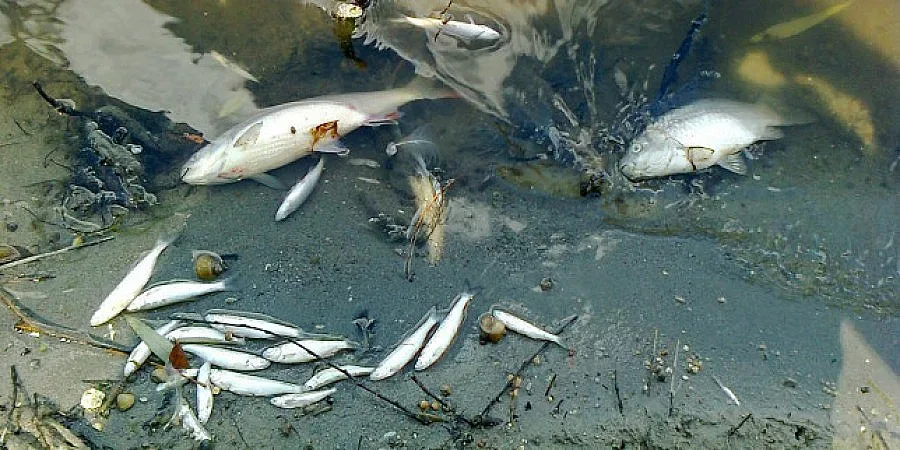 Мъртва риба вмириса язовир Мещица