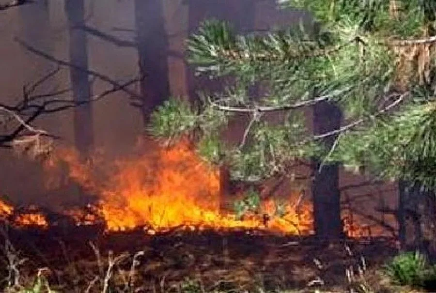 Огнеборци дебнат за нов пожар край Разлог