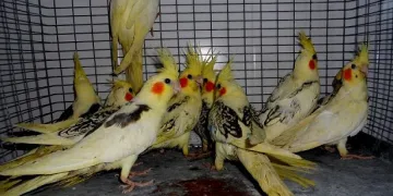 Спипаха 16 папагала в багаж на нашенка