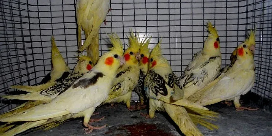 Спипаха 16 папагала в багаж на нашенка