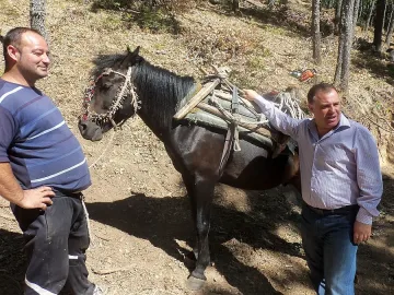 Найденов обеща евтини дърва за всички