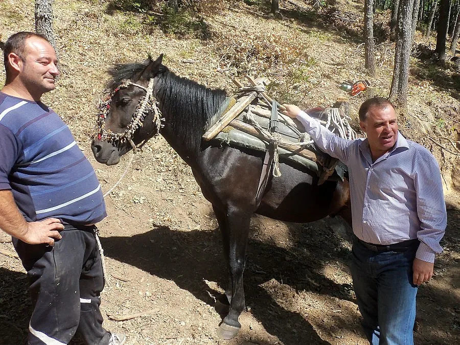 Найденов обеща евтини дърва за всички