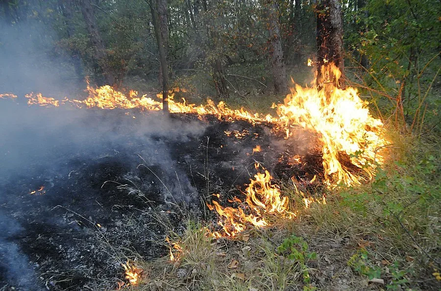 Пожарът край Елхово обхвана над 10 000 дка