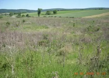 252 лева за декар бурени