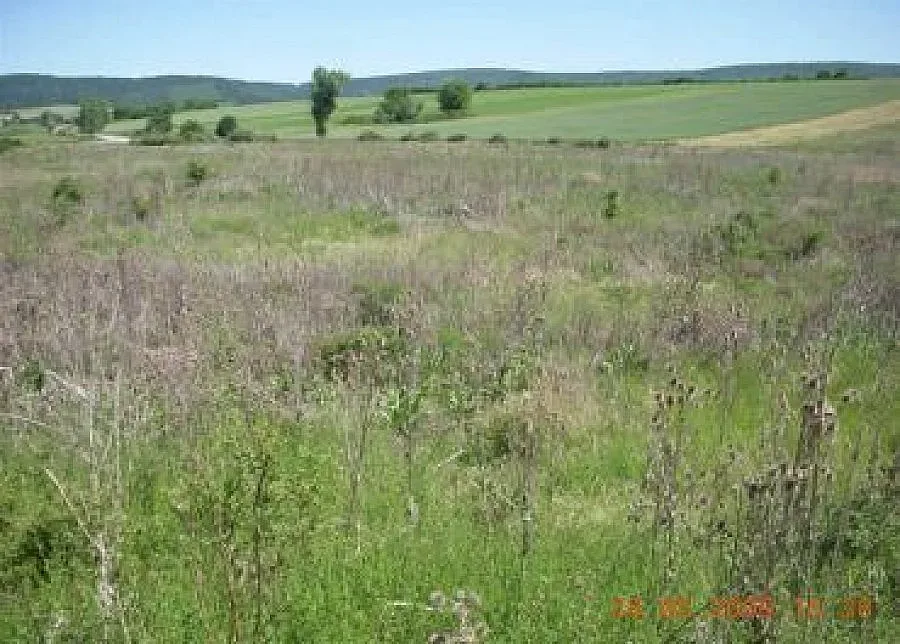 252 лева за декар бурени