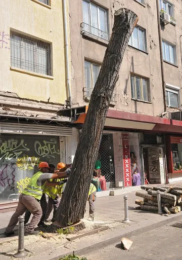 Дърво падна  върху автомобил