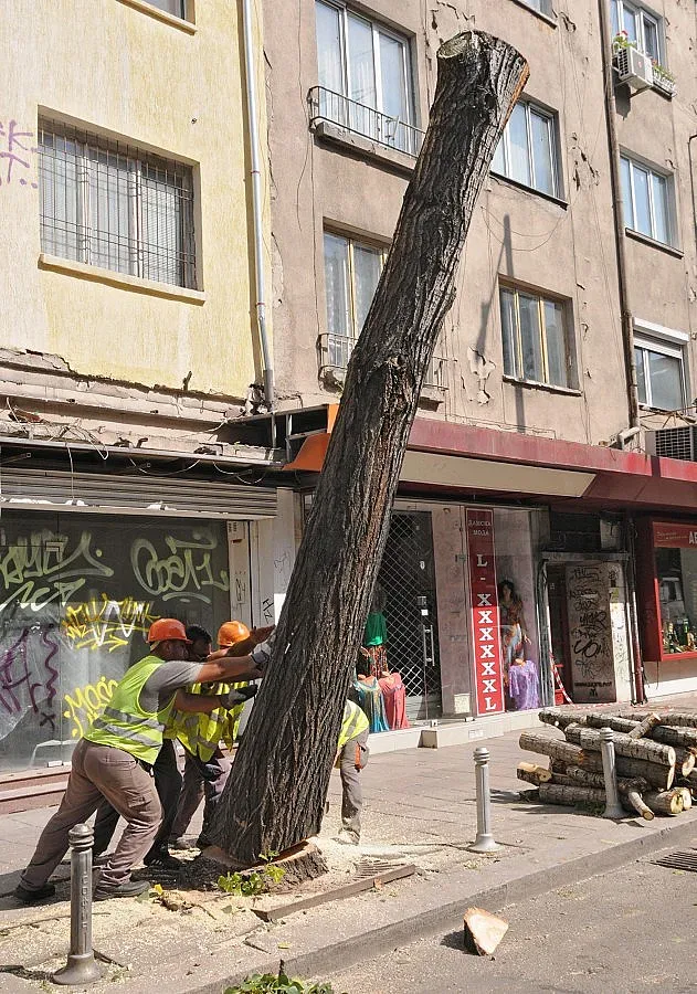 Дърво падна върху автомобил