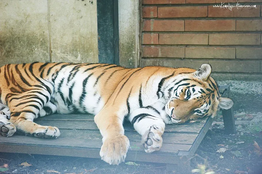 Тигрицата Шели с възпаление на бъбреците