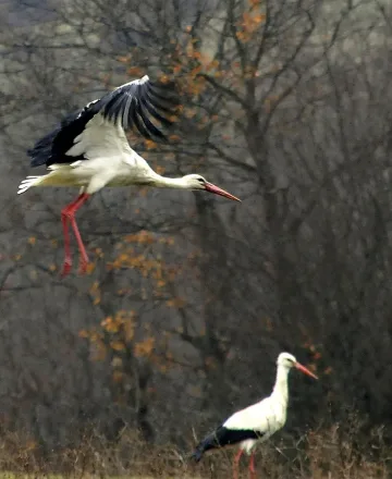 Щъркелите отлетяха, иде тежка зима