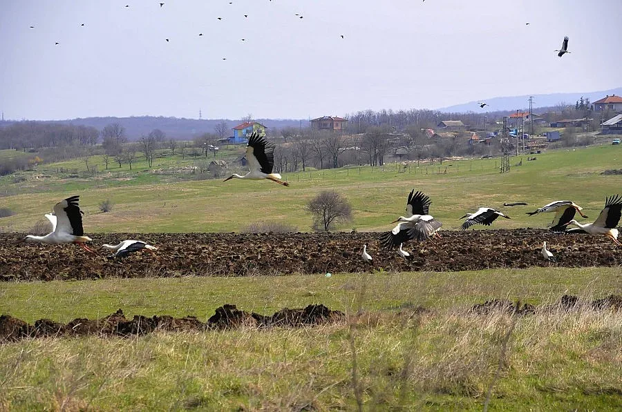 Глад за ниви