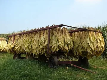 Чушки и корнишони сменят тютюна в Неврокопско