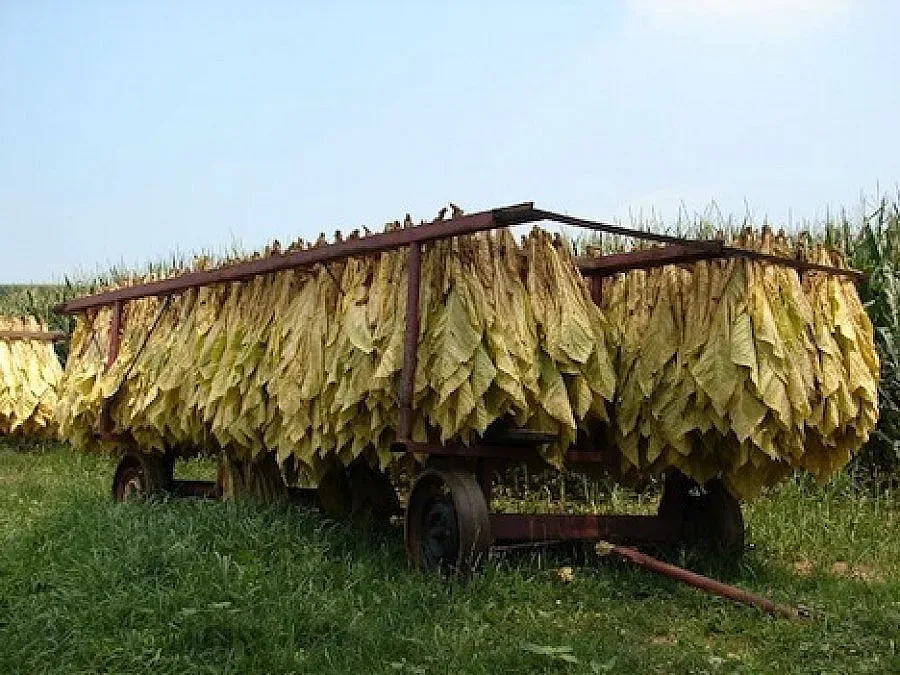 Чушки и корнишони сменят тютюна в Неврокопско