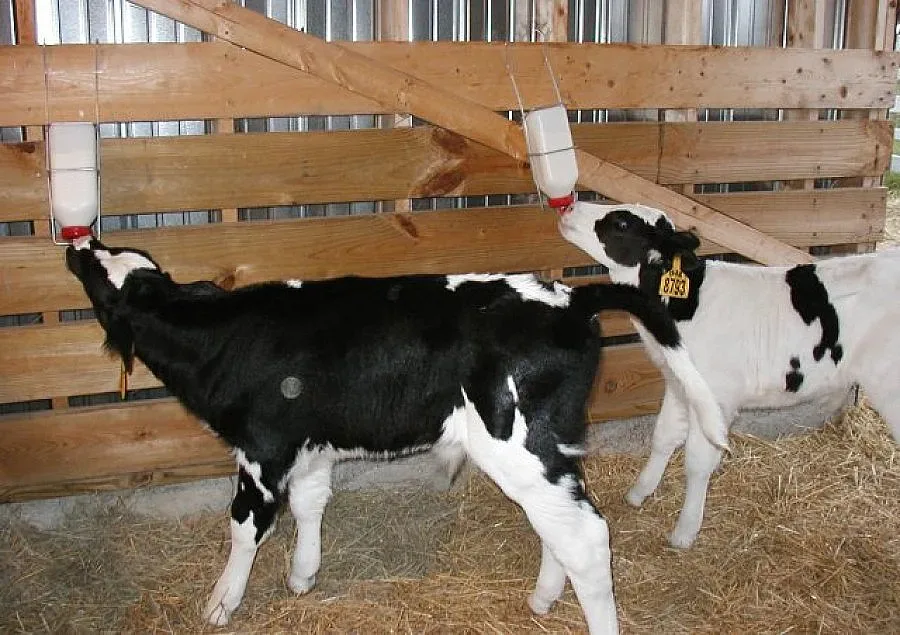 Кръстиха теленце на Бойко в Перник