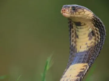 Мъж ухапа смъртоносно змия